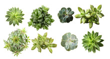 Collage With Different Succulents On White Background, Top View. Banner Design