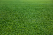 Green Lawn With Fresh Grass As Background