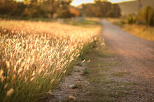 Dry Grass Beside Country Road In Australian Bush Land With Golden Tones. Background Nature Image With Copy Space.