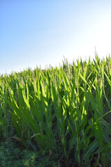 Sticker - Corn Field