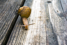 A Snail Crawling On A Wooden Board.