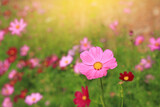 Fototapeta Kosmos - Beautiful cosmos flower in the summer garden with rays of sunlight in nature.
