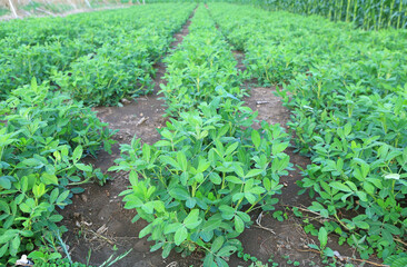 Peanut tree in agriculture field plantations