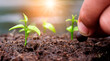 © Photo Sesaon - Hand of man planting a seed in soil agriculture. plants growing nature and reducing global warming concept