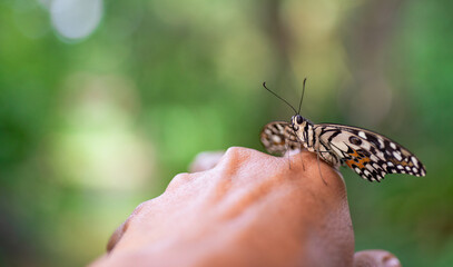 A beautiful butterfly on someone's hand