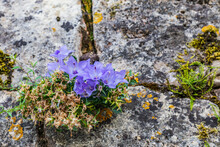 Purple Flowers In A Stone Wall In Hautefort.