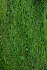 Wall Mural - Cropped shot of green field. Green grass background, vertical view.