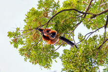 Madagascar Red Ruffed Lemur Feeding On Tree Top, Varecia Rubra, Masoala Rainforest, Madagascar Wildlife