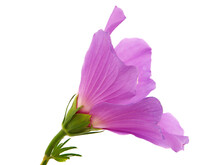 Purple Pink Hibiscus Flower Isolated On White Background	