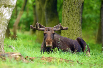 Poster - The moose (North America) or elk (Eurasia) scientific name (Alces alces) in the summer forest.Big male lying in the forest. Male with fresh antlers on green grass in the forest.