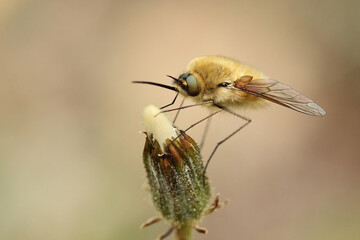 Wall Mural - el bombyllius es un insecto pequeño y peludo de la familia de los dipteros, esta posado sobre una flor