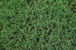 Close up of a southern summer lawn with thick Bermuda grass 