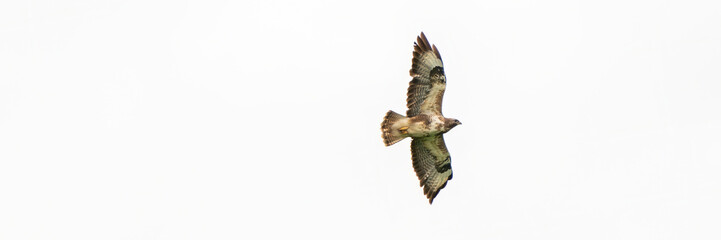 One common buzzard bird, bird of pray, buteo buteo, in flight against a white sky. Wide long cover or banner