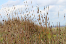 Long Grass Stalks With Sky Background Landscape. Schoenus Nigricans. Silver Beach Sydney