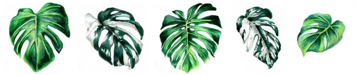 Horizontal border of tropical monstera leaves. Botanical watercolor illustrations. Set of monstera Leaves isolated on a white background.Beautiful illustration for books, textiles,  Wallpaper