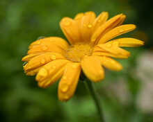 Yellow Flower With Water Drops
