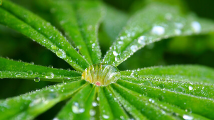 Dewdrop on a green leaf. Leaves with a drop of rain macro.