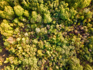 Beautiful bird s eye view drone landscape image during Autumn Fall of vibrant forest woodland. Autumn forest at sunrise, view from above