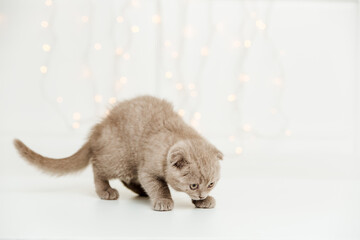 Funny cute kitten on the white background with light.Scottish fold cat.Copy space.