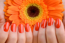 Red Nails And Orange Gerbera In Cupped Hands