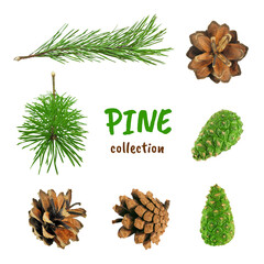 Collection of pine branches and cones isolated on white background. Design elements.