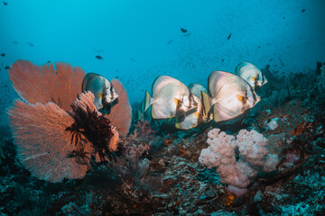 Underwater scene, colorful school of reef fish swimming among colorful coral reef