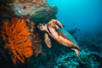 Turtle swimming among coral reef in the wild, underwater scuba diving, reef scene