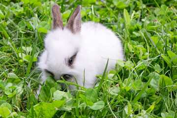 white rabbit on green grass