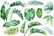 Tropical plants, monstera, strelitzia, eucalyptus, banana palm. Exotic flora. Isolated objects on white background