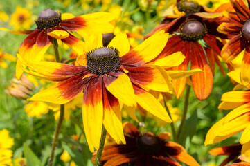 Wall Mural - yellow rudbeckia flower in the garden