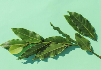 Wall Mural - Natural green bay leaves 