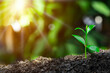 © otello-stpdc - Agriculture and plant grow sequence with morning sunlight and bokeh green blur background.