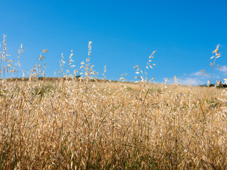 Hilly landscape of Oltrepò Pavese, Italy.