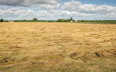 Wall Mural - Large field with mowed drying ryegrass for seed production