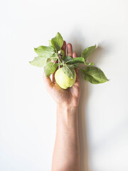 Wall Mural - Female hand hold a green apple with leaves on white background. Top view, flat lay. Copy space