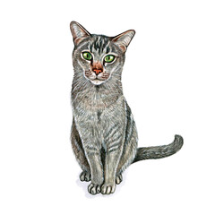 Watercolor illustration of a funny cat. Hand made character. Popular cat breeds.
