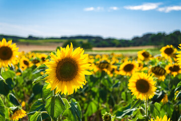 Poster - Sunflowers in the Loire Valley Chinon France