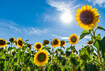 Poster - Sunflowers in the Loire Valley Chinon France