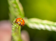 Closed Up Macro, Beautiful Nature Of A Ladybug On The Fresh Grass In The Morning Time (spring Or Summer Season) In Thailand With Copy Space With Blurred Background. Insect And Refreshment Concept