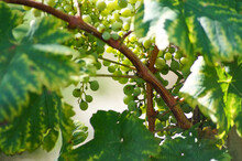 Green Grapes, Macro Of Small Green Growing Grains