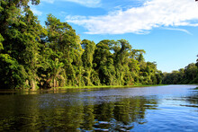 Beautiful Lush Green Tropical Forest Jungle Scenery Seen From A Boat In Tortuguero National Park In Costa Rica