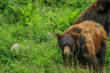 Cinamon Coloured Amercan Black Bear, Male, Guarding His Surroundings