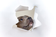 Dog Staffordshire Terrier Close Up. The Head Of Funny Peeps Out Through A Hole On A White Torn Paper Background Look Up. Isolated And Copy Space. Looks Up With Interest