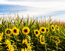 Sunflowers With A Corn Field In The Background