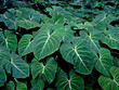 Tropical foliage (Philodendron gloriosum)