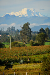 Wall Mural - Chimborazo volcano, the closest point to the sun, Ecuador