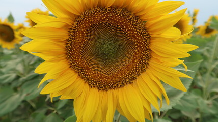 sunflower in the field