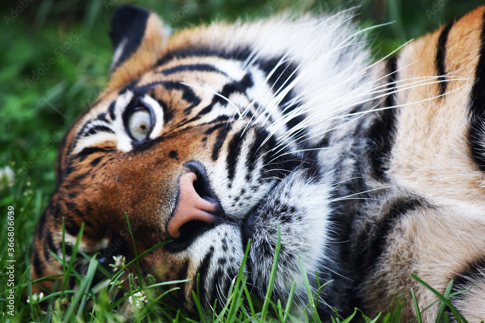 leżący tygrys sumatrzański - obrazy, fototapety, plakaty 