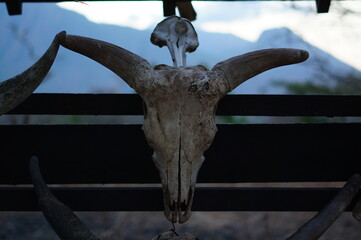 animal skull on a tree