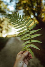 Crop Anonymous Person Showing Large Green Fern Leaf With Spiky Leaves In Forest